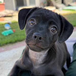 Boba, Mixed Breed (Medium), puppy, available for adoption