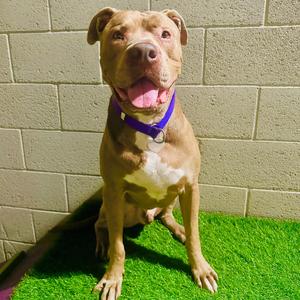 Perry, Terrier, Pit Bull, senior, available for adoption