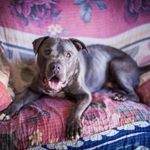 Balue, Terrier, Pit Bull, senior, available for adoption