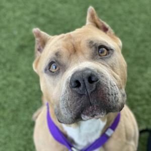 Nala, Terrier, American Pit Bull, adult, available for adoption