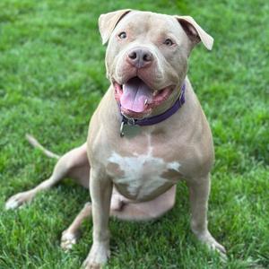 Razzle, Bully, American, adult, available for adoption