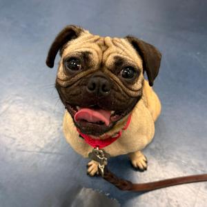 Mei Mei, Pug, young, available for adoption