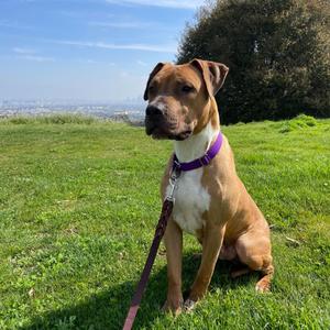 Christopher, Terrier, Pit Bull, adult, available for adoption