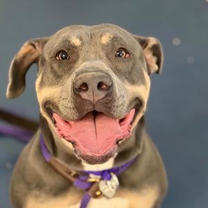 A close-up of a happy dog with a gray and tan coat, wearing a purple collar, and smiling with its tongue out.