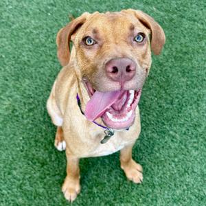 A happy brown dog with blue eyes and a pink tongue sticking out, sitting on green grass.