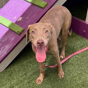 Cami, Terrier, Pit Bull, young, available for adoption