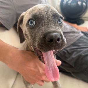 Limone, Mastiff, Cane Corso, puppy, available for adoption