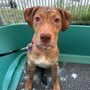Martha, Terrier, Pit Bull, young, available for adoption