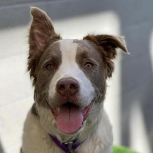 Croissant, Terrier, Pit Bull, adult, available for adoption
