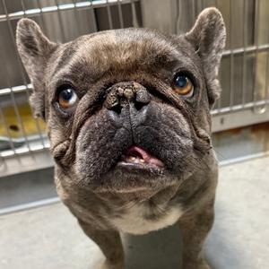 Bastille, Bulldog, French, adult, available for adoption