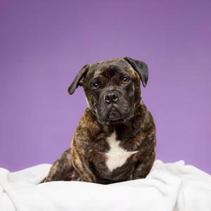 A brindle dog with a white chest patch sitting on a white blanket against a purple background.