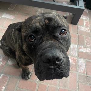 Nino, Mastiff, Cane Corso, adult, available for adoption