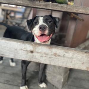 A black and white dog with a pink tongue sticking out, peeking through a wooden fence.