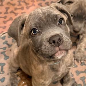 A close-up of a gray puppy with large, expressive eyes, sitting on a patterned blanket with bone designs.