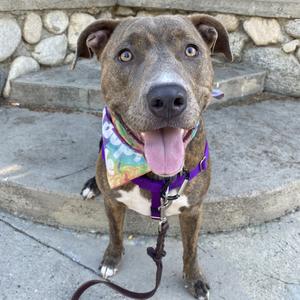 A brown and white dog with a colorful bandana, wearing a purple harness and leash, sitting on a stone step with its tongue out.