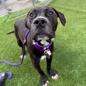 Lasagna, Terrier, Pit Bull, young, available for adoption