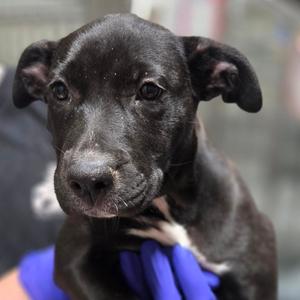 Cover Girl, Retriever, Black Labrador, puppy, available for adoption
