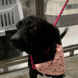 Blanche, Retriever, Labrador, puppy, available for adoption