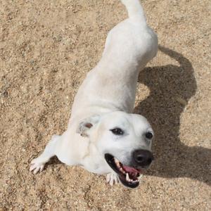 a white dog lying on the ground with its mouth open
