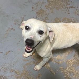 A happy white dog looking up at the camera while standing on a gray floor.