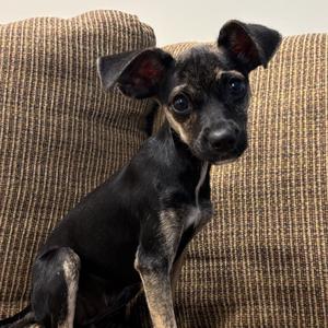 Sugar Cookie, Chihuahua, puppy, available for adoption