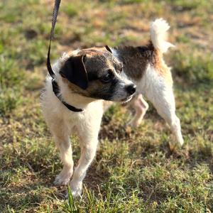 A small dog with a black and white coat, wearing a black collar and leash, standing on grass.