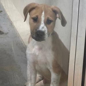 A brown and white puppy sitting on a concrete surface, looking through a glass door.