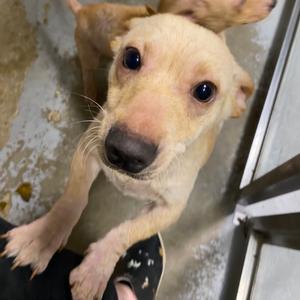 Jerry Lyn, Chihuahua, adult, available for adoption