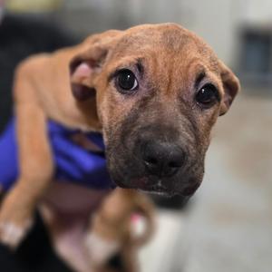 Girl with a guitar, Collie, puppy, available for adoption