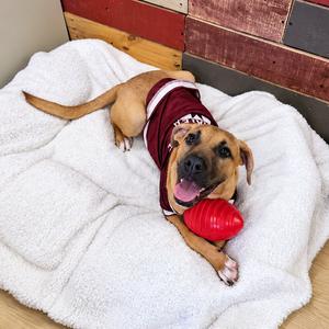 Girl with a guitar, Collie, young, available for adoption