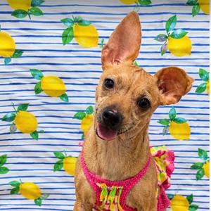 Mariah Carey, Chihuahua, adult, available for adoption