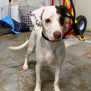 Left eye, Spaniel, Cocker, young, available for adoption