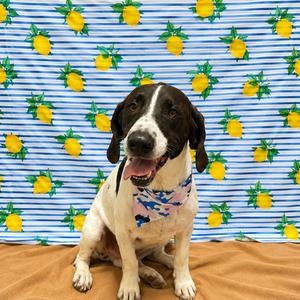 Kiko, Hound, Basset, adult, available for adoption