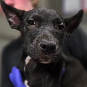 a black dog with large ears and a white patch on its chest