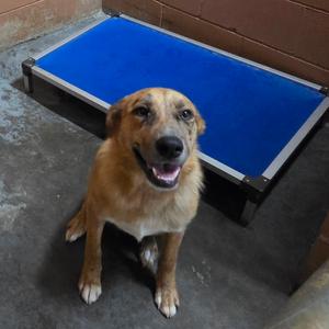 Midas, Shepherd, Australian, young, available for adoption