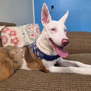 Guilly, Cattle Dog, Australian (Red Heeler), young, available for adoption