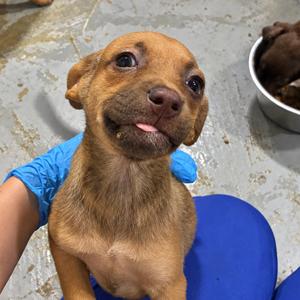 Koala, Chihuahua, puppy, available for adoption