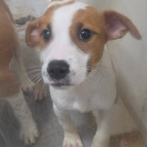 A close-up of a brown and white puppy with large, expressive eyes and floppy ears.
