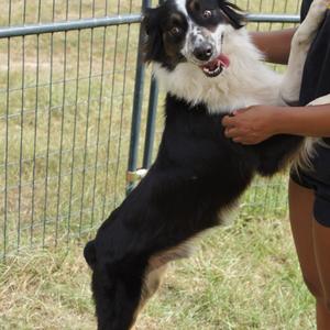Jax, Shepherd, Australian, adult, available for adoption