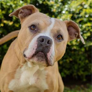 Gauge, Terrier, adult, available for adoption