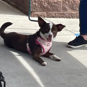 Maggie Mae, Chihuahua, Short Coat, adult, available for adoption