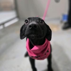 Dorothy, Retriever, Labrador, puppy, available for adoption
