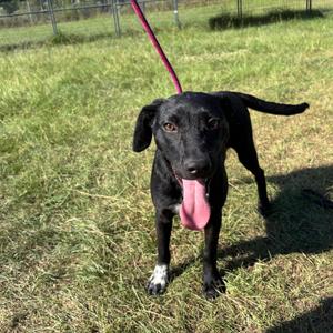Dorothy, Retriever, Labrador, puppy, available for adoption