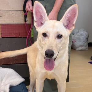 Andy, Husky, young, available for adoption