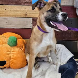 Rooster, Black Mouth Cur, young, available for adoption
