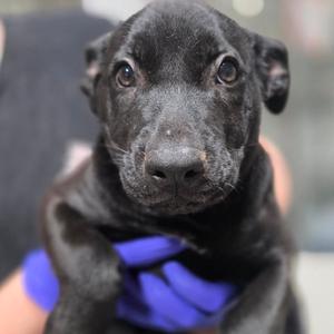 Mary Kay, Retriever, Black Labrador, puppy, available for adoption
