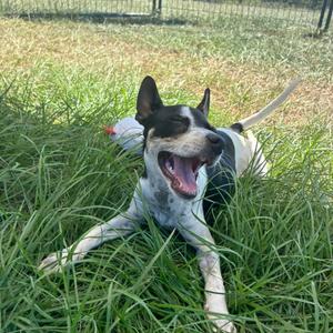 Cookies N Cream, Chihuahua, puppy, available for adoption