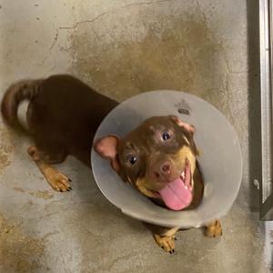 James Dean, Chihuahua, adult, available for adoption