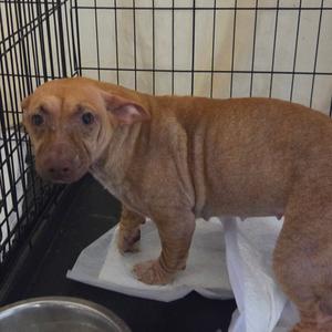 A small brown dog standing on a white paper towel inside a black wire cage.