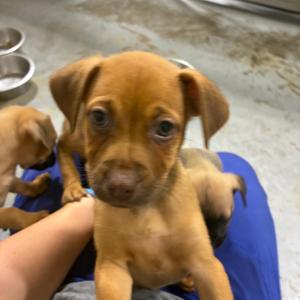 Magpie, Chihuahua, puppy, available for adoption